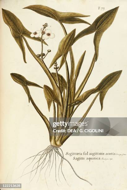 Herbal, 18th-19th century. Iconographia Taurinensis. Volume XVI, Plate 77 by Francesco Peyrolery, Arrowhead , Alismataceae. Aquatic herb, for ponds...