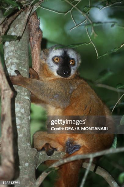 Zoology - Mammals - Primates - Lemurids - Brown Lemur . Madagascar.