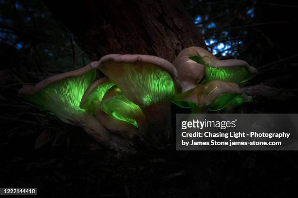 ghost fungus omphalotus nidiformis - bioluminescence stock pictures, royalty-free photos & images