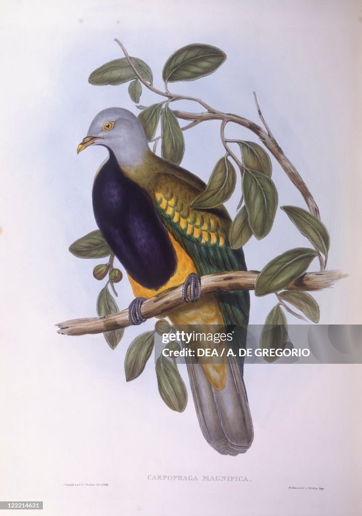 Wompoo fruit-dove (Ptilinopus magnificus), Engraving by John Gould