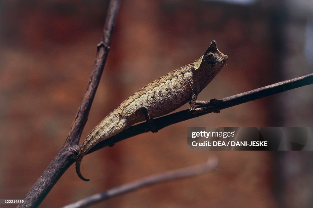 Zoology - Scaled reptiles - Domergue's Leaf Chameleon (Brookesia thieli). Madagascar.
