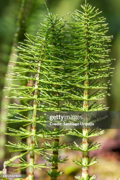 common horsetail (equisetum arvense) - ackerschachtelhalm stock-fotos und bilder
