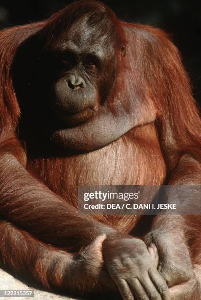 Zoology - Mammals - Primates - Bornean Orangutan . Indonesia, Borneo Island, Central Kalimantan, Tanjung Puting National Park.