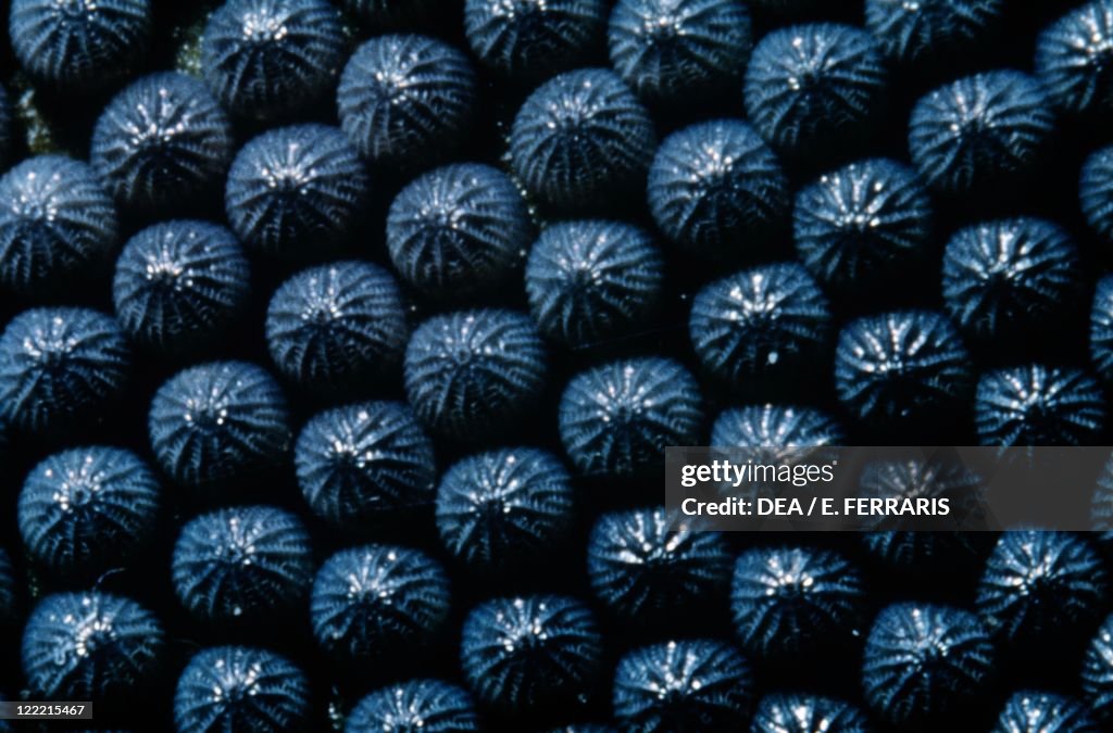Extreme close up of butterfly eggs