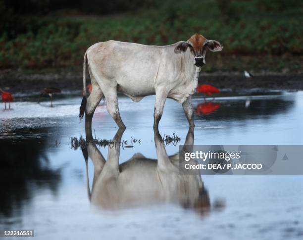 Zoology - Mammals - Artiodactyls - Bovids - Cow . Venezuela, Guarico.