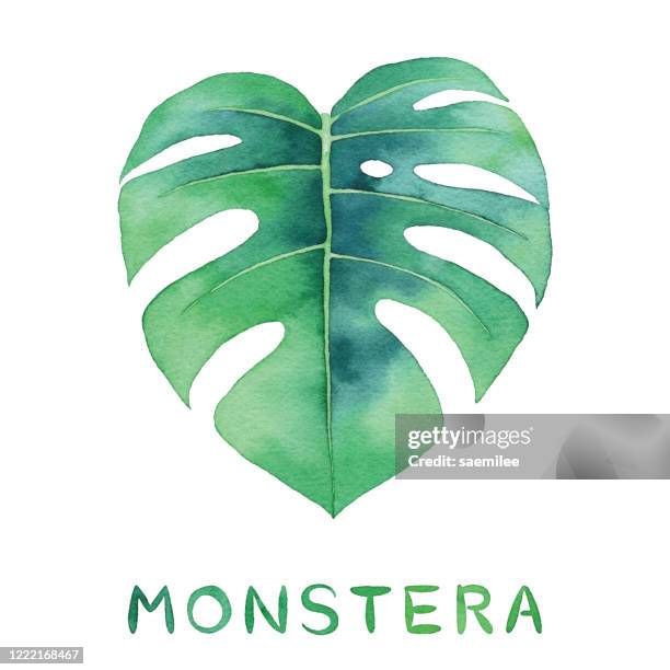 ilustraciones, imágenes clip art, dibujos animados e iconos de stock de acuarela monstera leaf - anturio