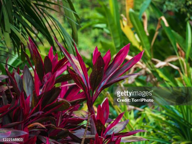 red ti plant leaves against green background - cordyline stockfoto's en -beelden