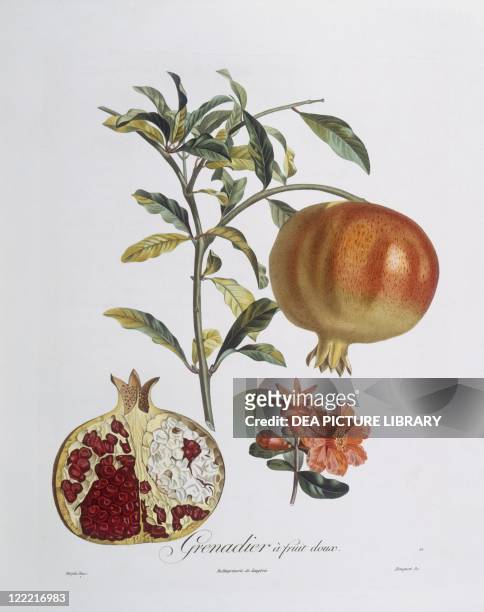Botany - Lythraceae - Pomegranate . Henry Louis Duhamel du Monceau, botanical plate by Pierre Jean Francois Turpin.