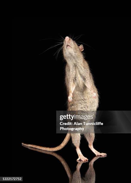 Rat Standing Up Foto e immagini stock - Getty Images