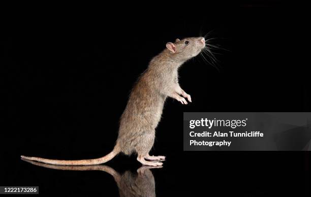 profile portrait rat standing - rat stock pictures, royalty-free photos & images
