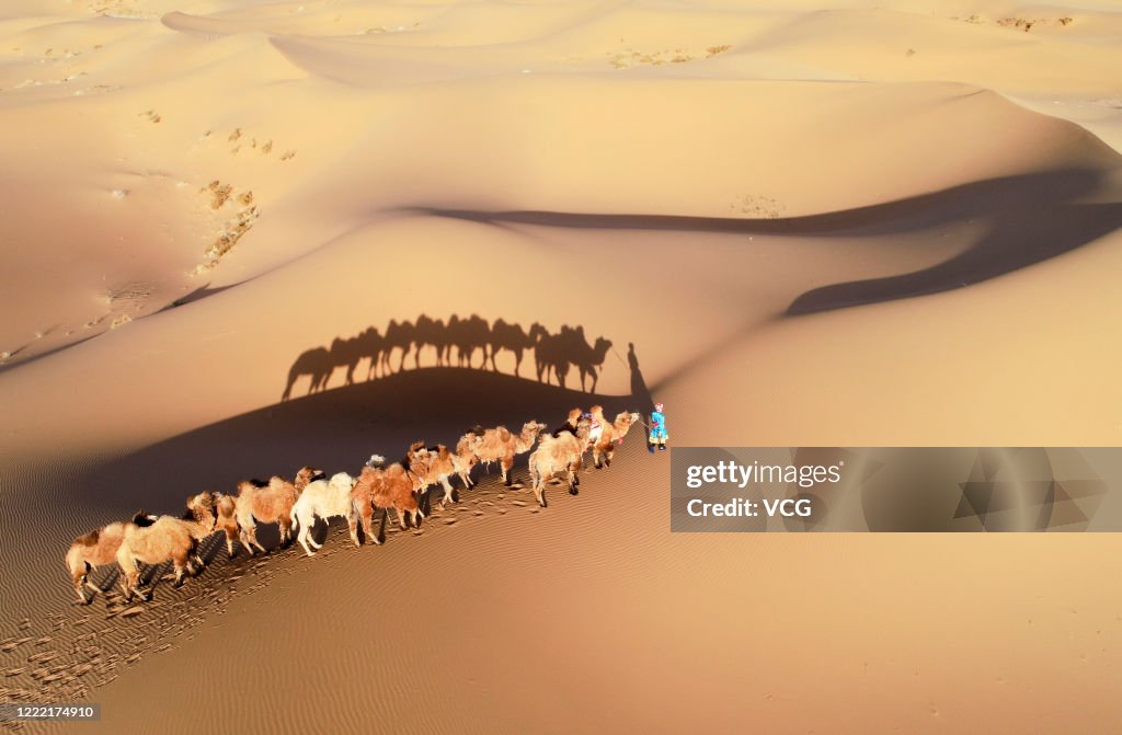 Herder Drives Camels On Desert In Alax