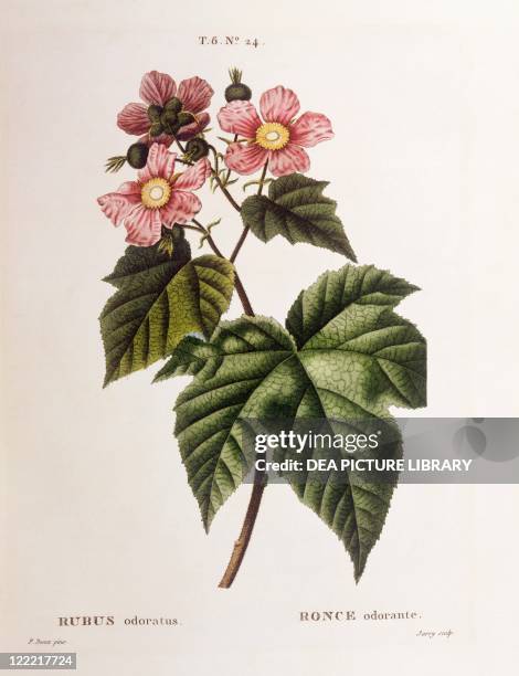 Botany - Rosaceae - Purple-flowering Raspberry . Henry Louis Duhamel du Monceau, botanical plate by Pancrace Bessa.