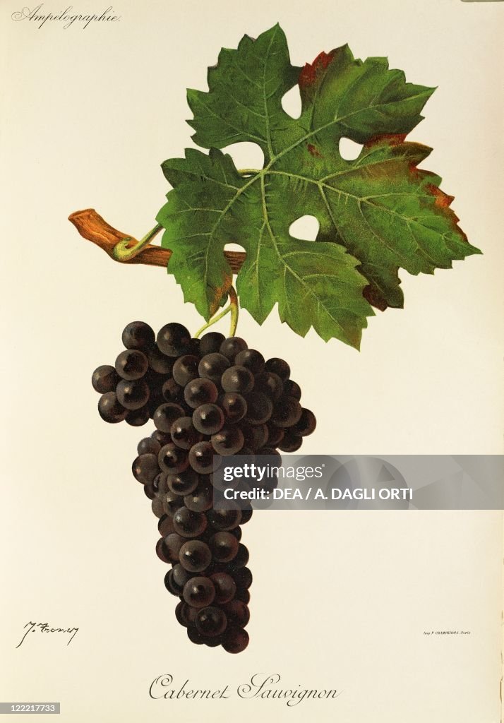 Cabernet Sauvignon grape, illustration by J. Troncy