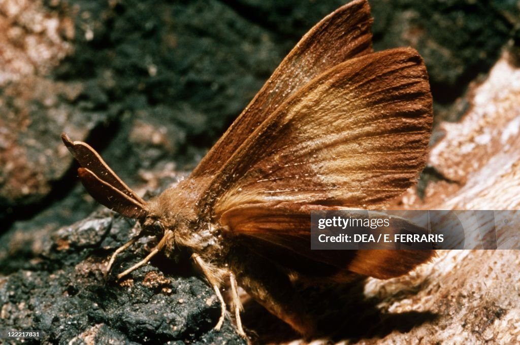 Asian gypsy moth (Lymantria dispar) on rock