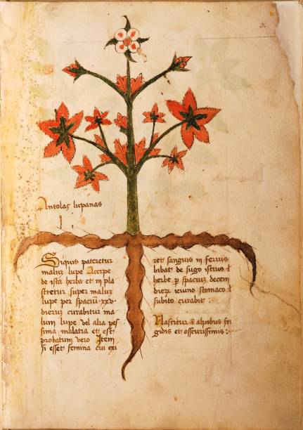 [Image: unspecified-manuscript-italy-15th-centur..._DklpPil0=]