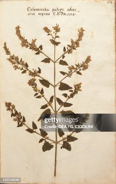 Herbarium, 17th century. Pre-Linnean herbarium, 1600. Plate: Calamintha Pulegii odore - Wild Basil .