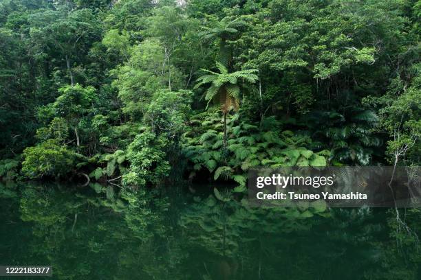 subtropical plants on iriomote island - insel iriomote stock-fotos und bilder