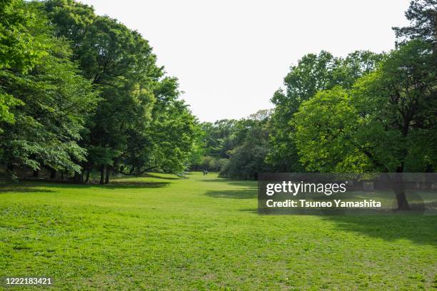 a park full of greenery - kinuta park stockfoto's en -beelden