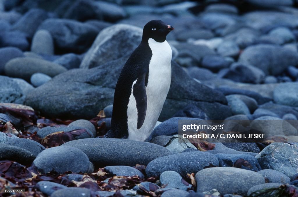 Antarctica, King George Island, Adelie penguin (Pygoscelis adeliae) on rocks