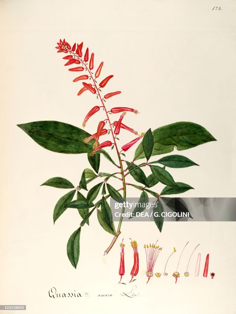 Amargo or Bitterwood (Quassia amara), Simarubaceae, small tree, cultivated for application purposes, native to Guyane, watercolor, 1868.
