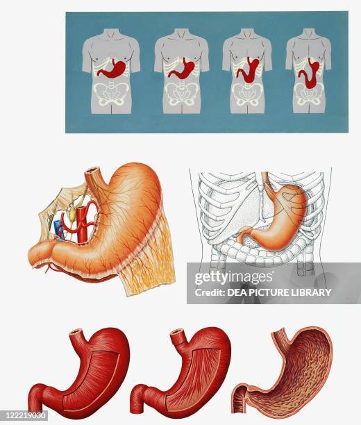 Gastrointestinal System Anatomy Photos and Premium High Res Pictures ...