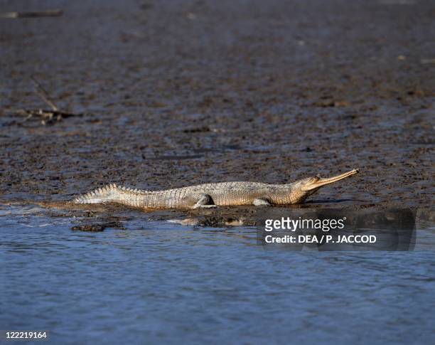 Zoology - Reptiles - Crocodiles - Gharial or Indian gavial . India, Jim Corbett National Park.