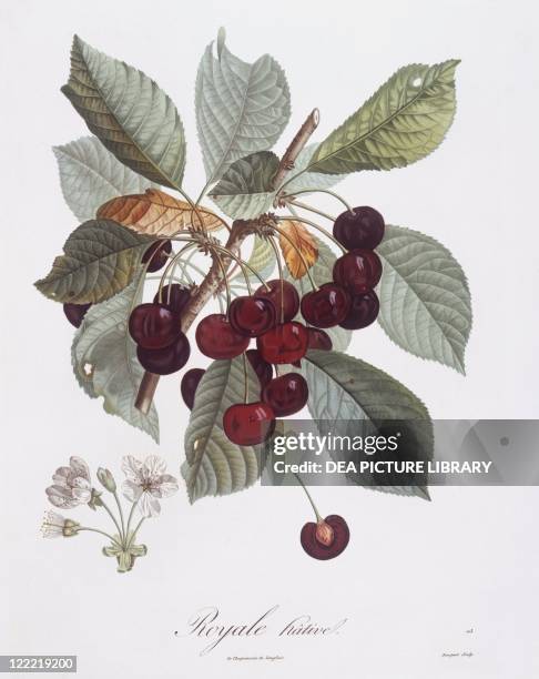 Botany - Rosaceae - Cherry tree . Henry Louis Duhamel du Monceau, botanical plate by Pierre Jean Francois Turpin.