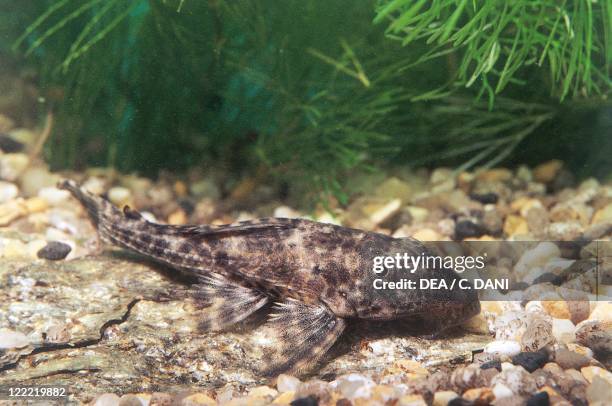 Zoology - Aquarium fish - Siluriformes - Loricariidae - Suckermouth catfish .