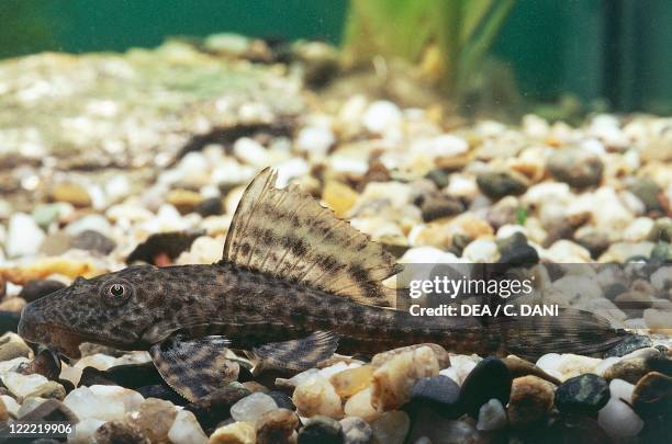 Zoology - Aquarium fish - Siluriformes - Loricariidae - Suckermouth catfish .