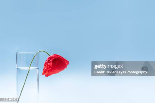 withered poppy - verwelkt stock-fotos und bilder