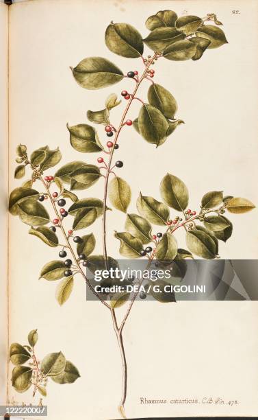 Herbal, 18th-19th century. Iconographia Taurinensis. Volume VII, Plate 82 by Francesco Peyrolery: Buckthorn , Rhamnaceae. Deciduous shrub spontaneous...