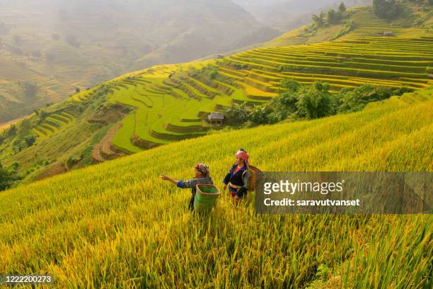 two farmers working in rice terraces, mu cang chai, vietnam - vietnam stock-fotos und bilder