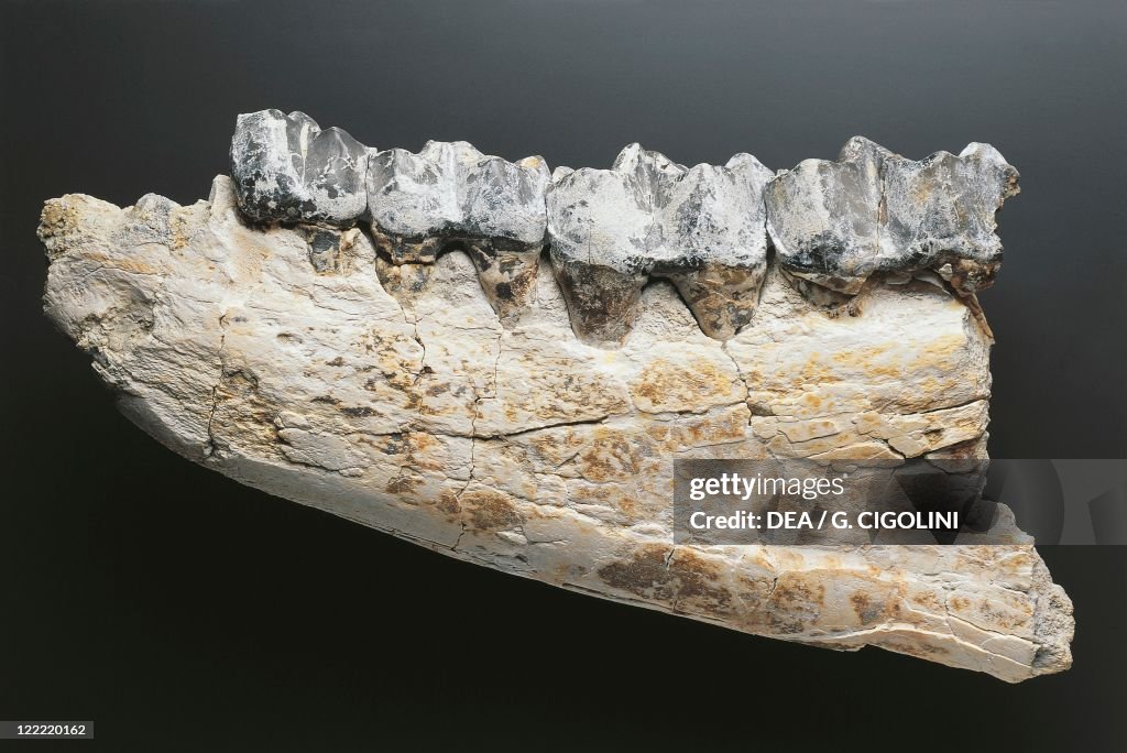 Mammalia, Brontotherium gigas bone, Oligocene