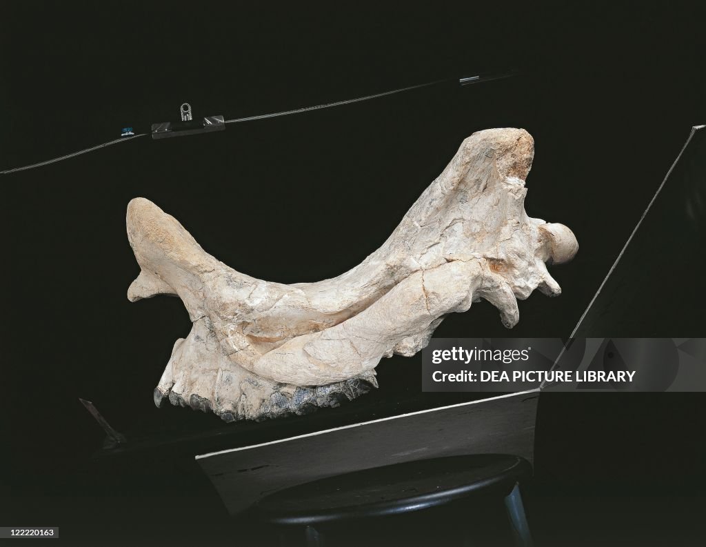 Mammalia, Brontotherium gigas bone, Oligocene