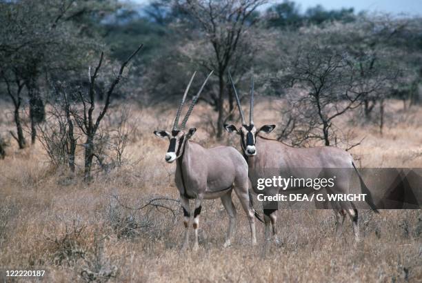 Beisa Oryx Gazella Beisa Photos and Premium High Res Pictures - Getty Images