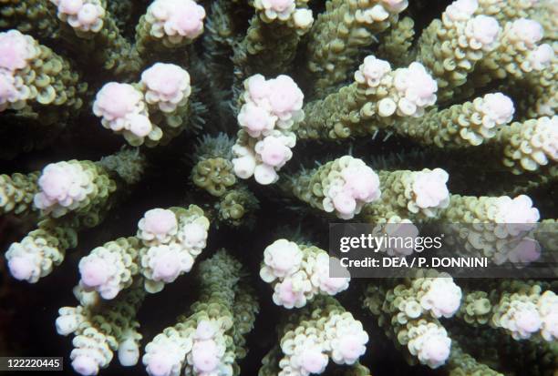 Zoology - Cnidarians - Acropora with zooxanthellae and partially extended polyps.