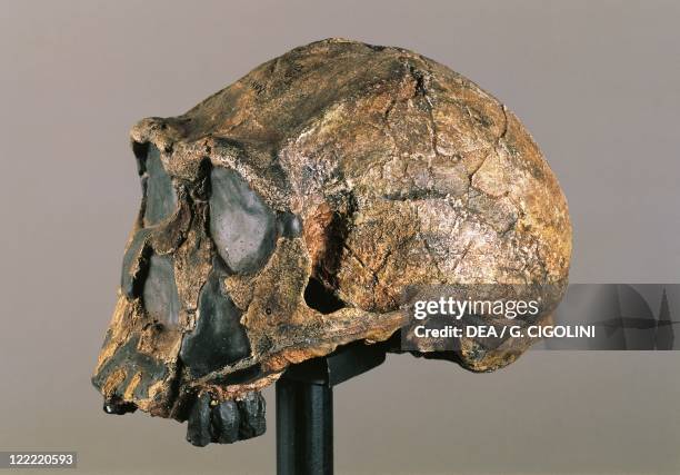 Anthropology - Skull of Homo erectus, from Kenya.