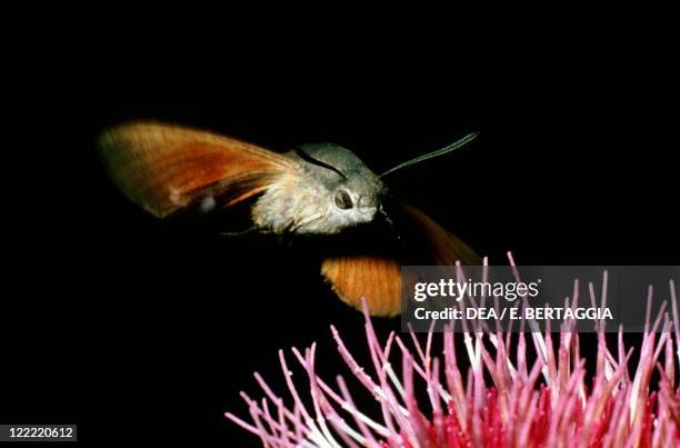 Zoology - Insects - Lepidopters - Butterfly - Hummingbird hawk moth .