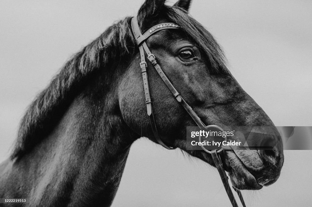 Pferd Warmblut Sportpferd Portrait angeschnitten künstlerisch
