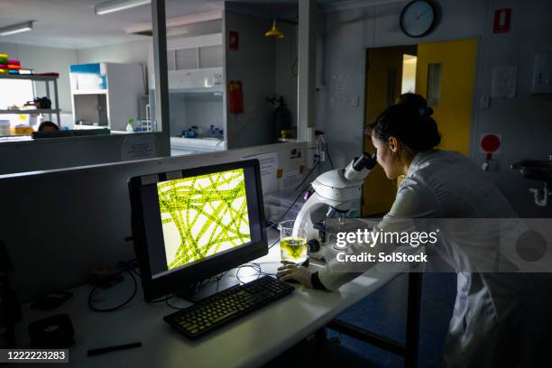 werken laat in het lab - cellulose stockfoto's en -beelden