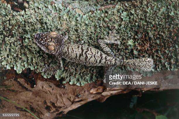 Zoology - Scaled reptiles - Giant leaf-tailed gecko . Madagascar.