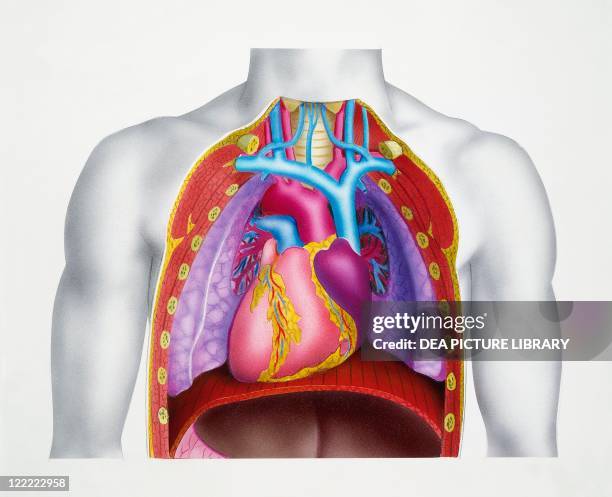 Medicine - Anatomy - Circulatory System - Heart. Drawing.