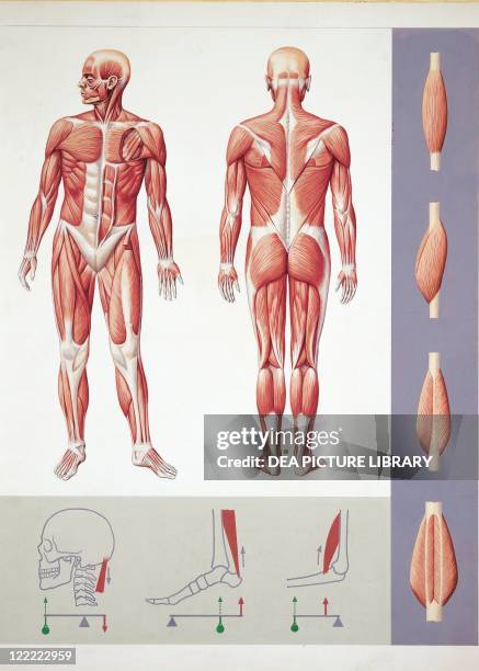 Medicine - Anatomy - Musculoskeletal system - Muscles. Drawing.