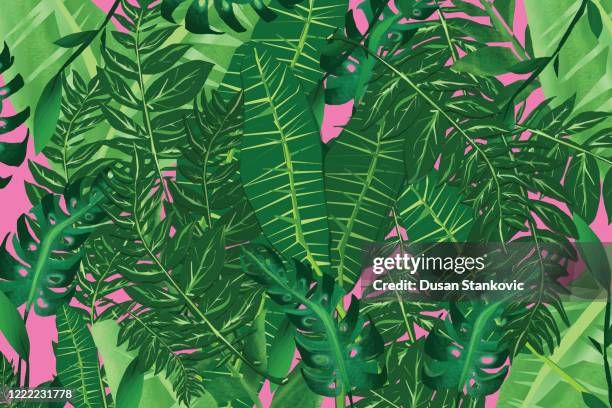 tropical floral background - evergreen stock illustrations