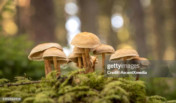 sluit omhoog van wilde paddestoelen - champignons stockfoto's en -beelden