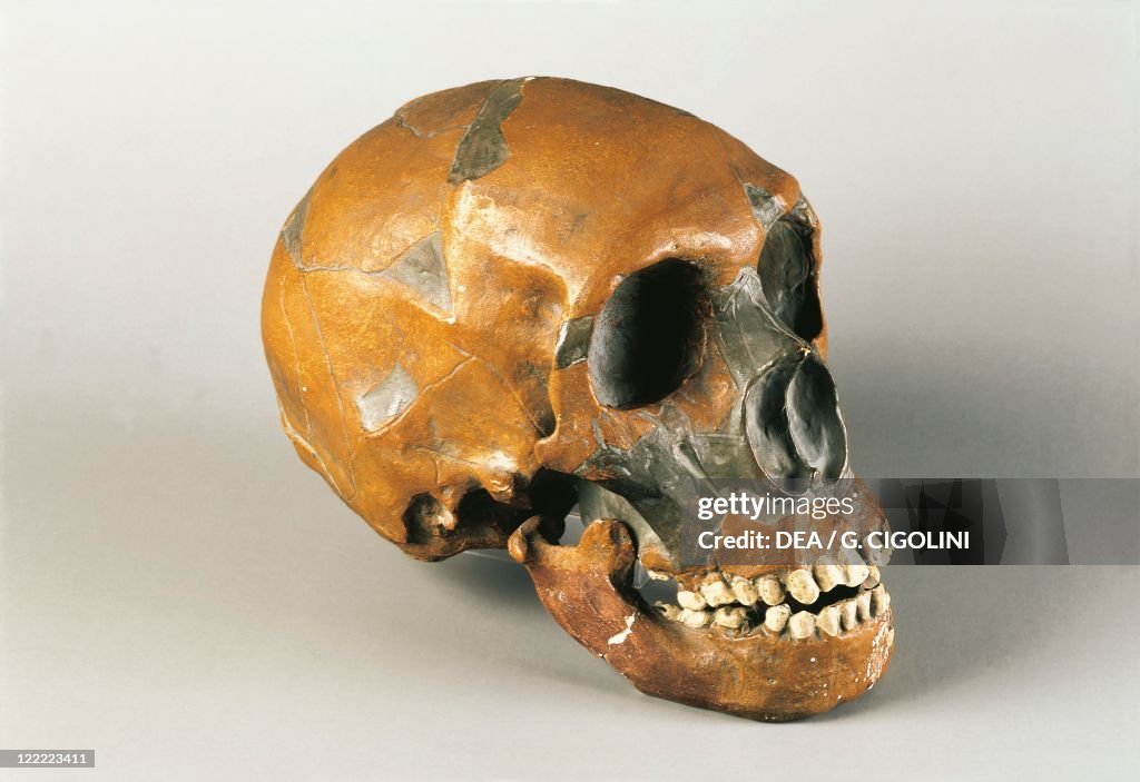 Neanderthal man skull (Homo Sapiens Neanderthalensis), from Le Moustier, France