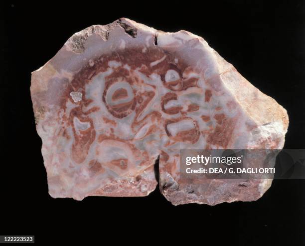 Archaeocyatha Photos and Premium High Res Pictures Getty Images