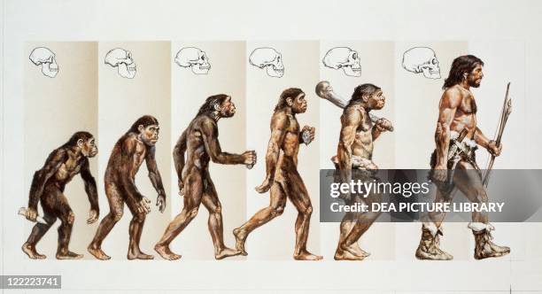 Prehistory - Hominid evolution through time. Drawing.