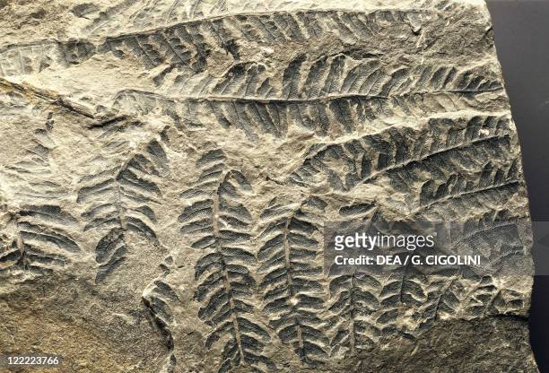 Fossils - Plants - Pteridophyta - Psilotopsida - Odontopteris - Carboniferous.