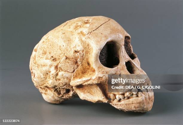 Anthropology - Skull of Gracile Australopithecine . From South Africa, Taung.